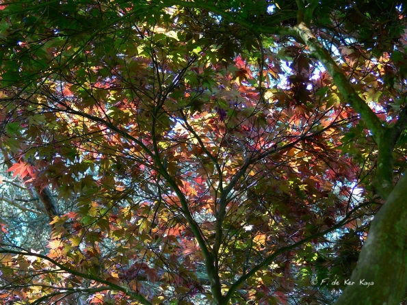 Bois des Moutiers (307) Mai 2012